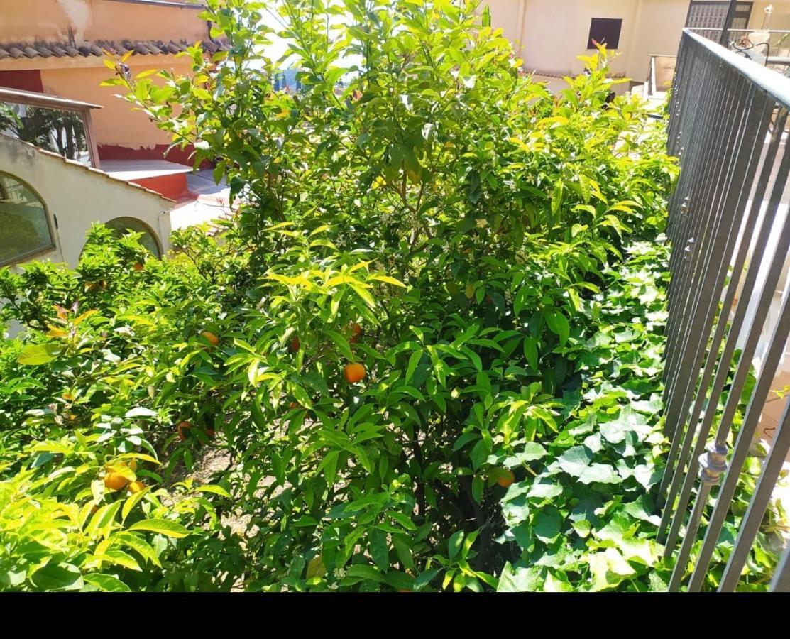 Marifra Garden *