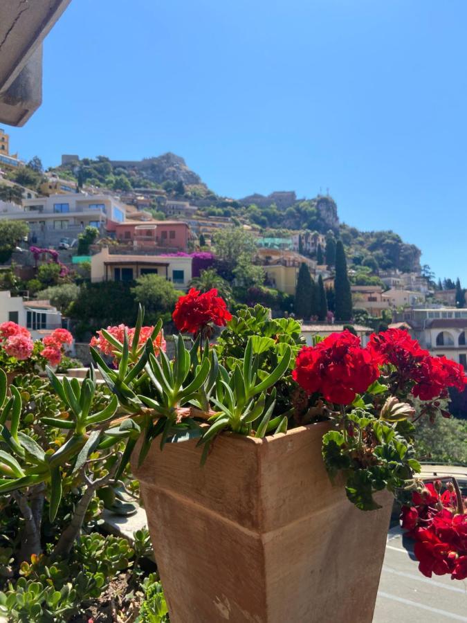 Centaurea Taormina