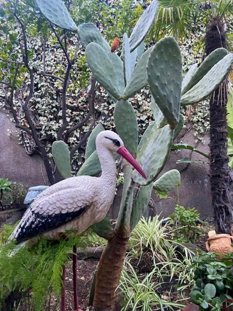 Centaurea Apartment *