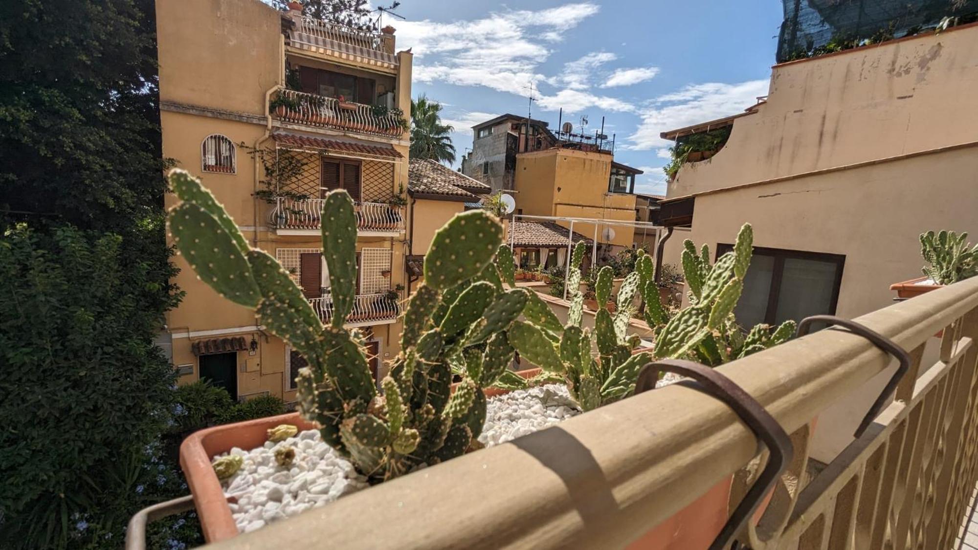 Opuntia Charming * Taormina