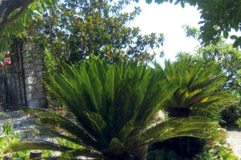 Branco Taormina